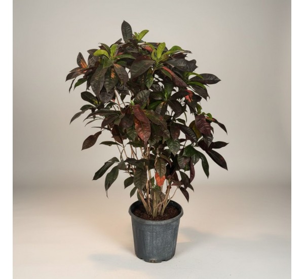 Craton Ağacı Büyük